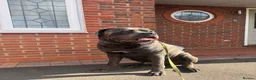 Cane Corso dogs for stud: Blue Cane Corso 75kg / Proven Stud - Advert 6
