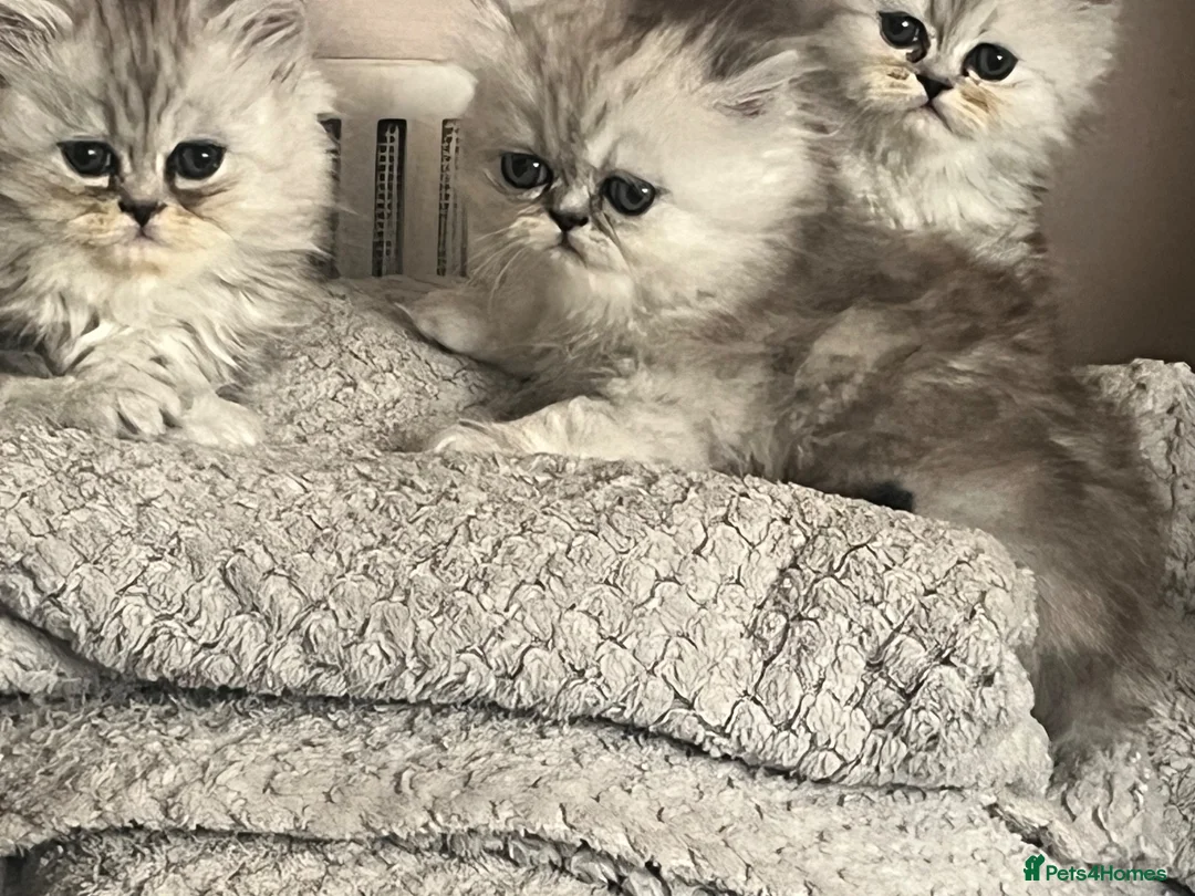 Persian cats for sale: Beautiful blue eyed Persian  - Advert 12