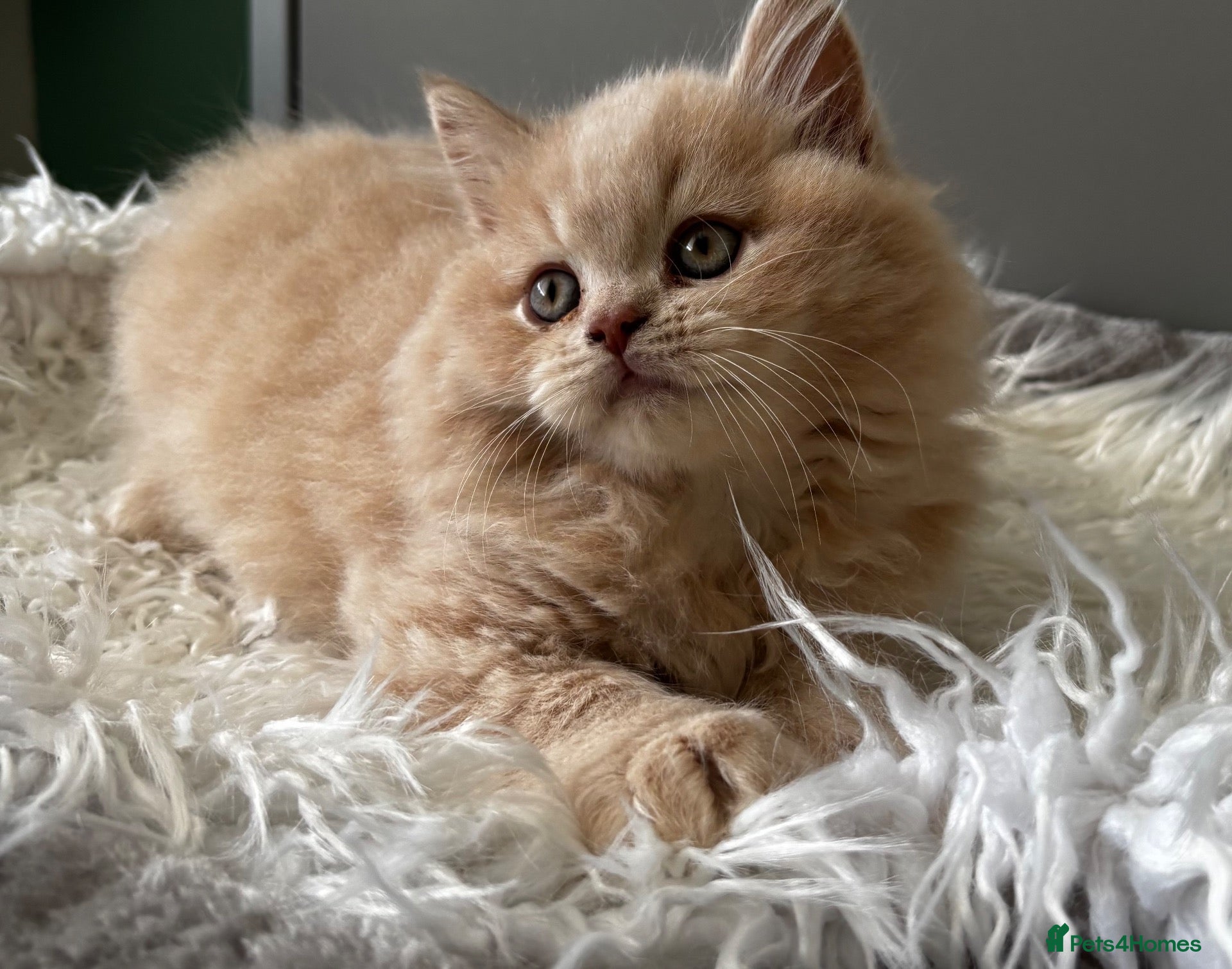 British Shorthair cats **ONLY 2 Left!! GCCF British SH/LH Kittens** - Advert 16