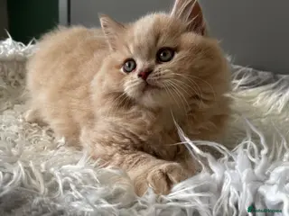 British Shorthair cats **ONLY 2 Left!! GCCF British SH/LH Kittens** - Advert 16