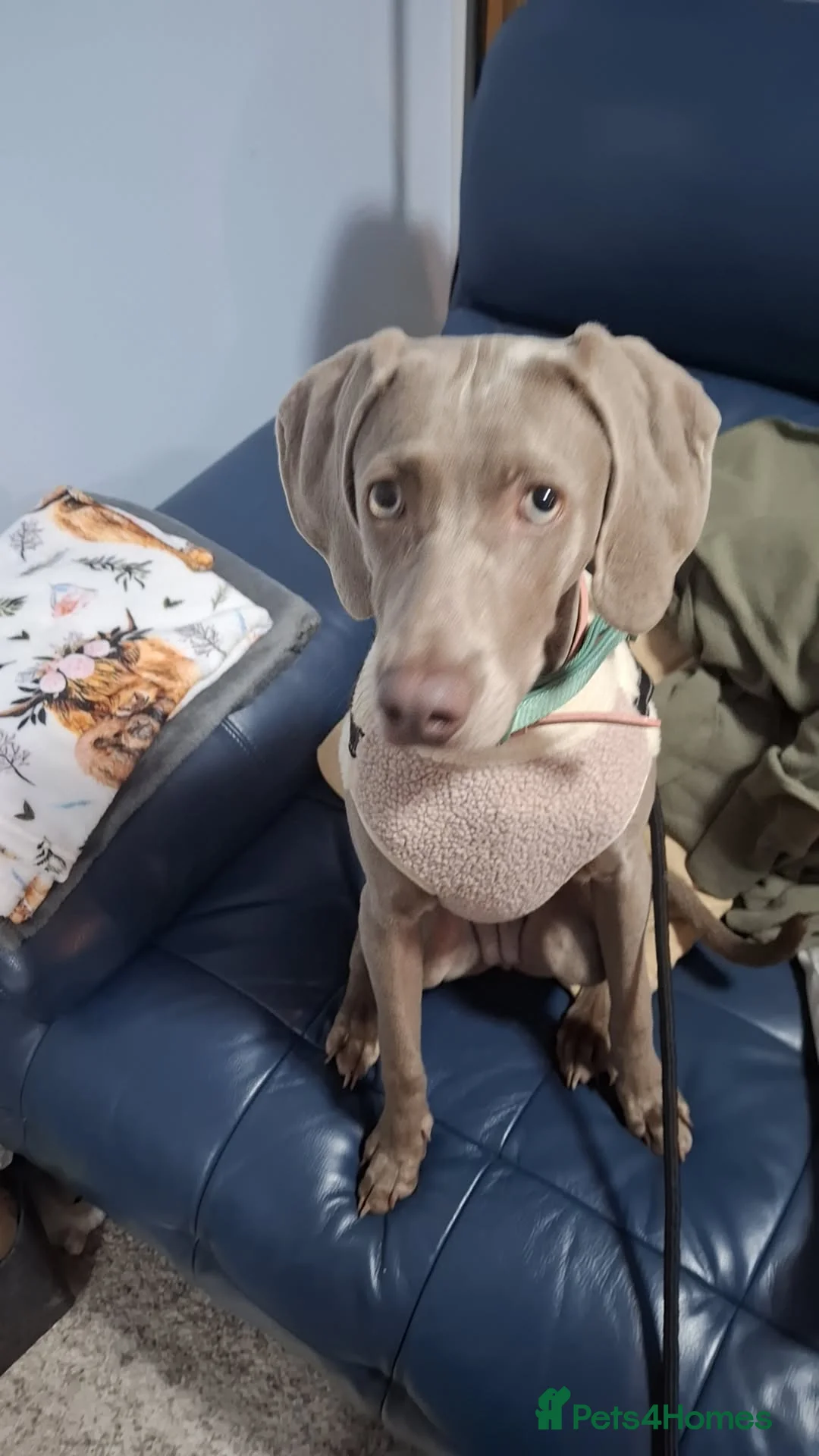 Weimaraner dogs for sale: Female weimaraner - Advert 6