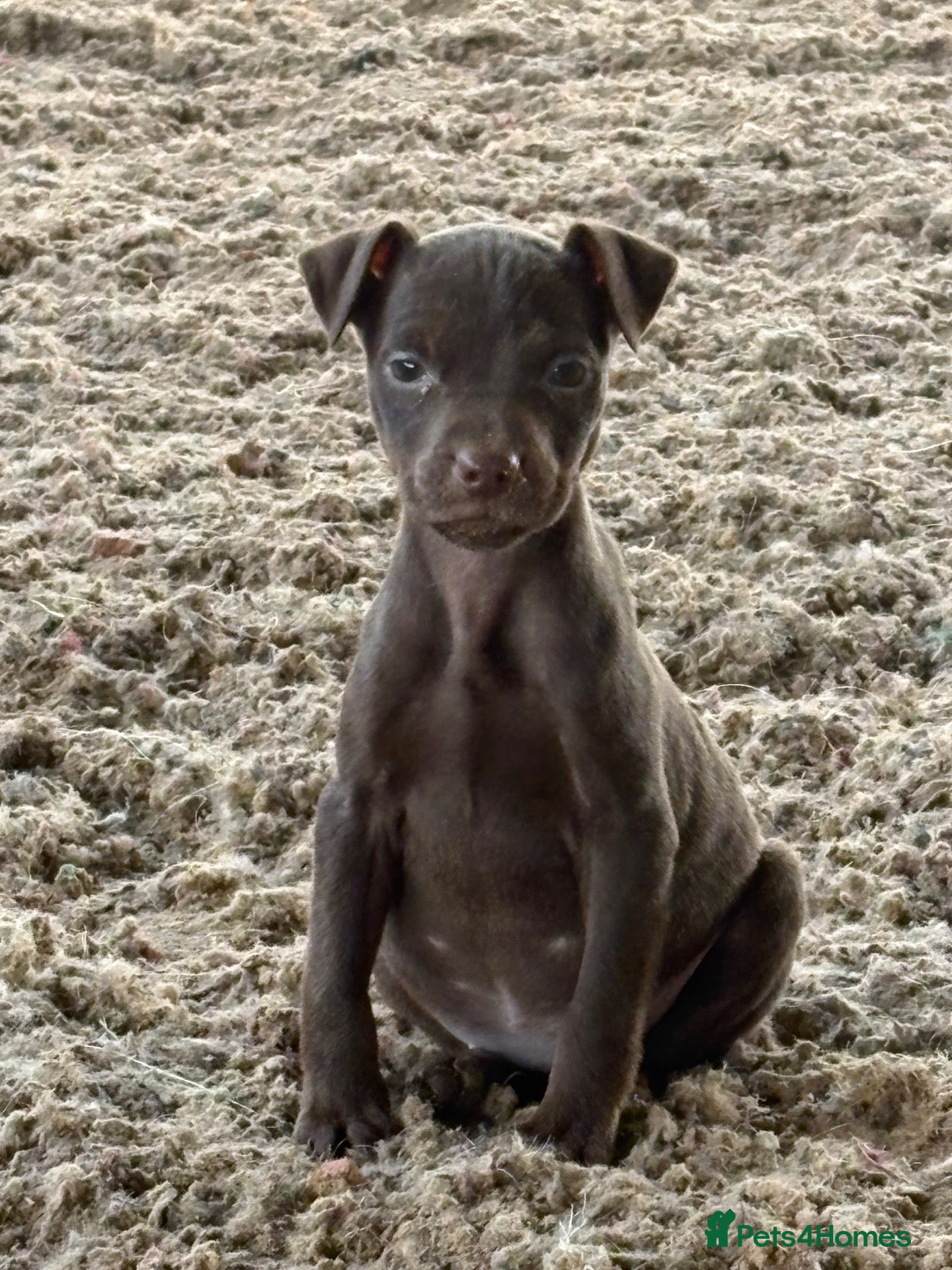 Patterdale Terrier dogs Quality Pups Ready Now - Advert 2