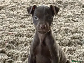Patterdale Terrier dogs Quality Pups Ready Now - Advert 2