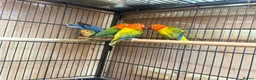 Lovebirds birds for sale: Lovebirds - Advert 7
