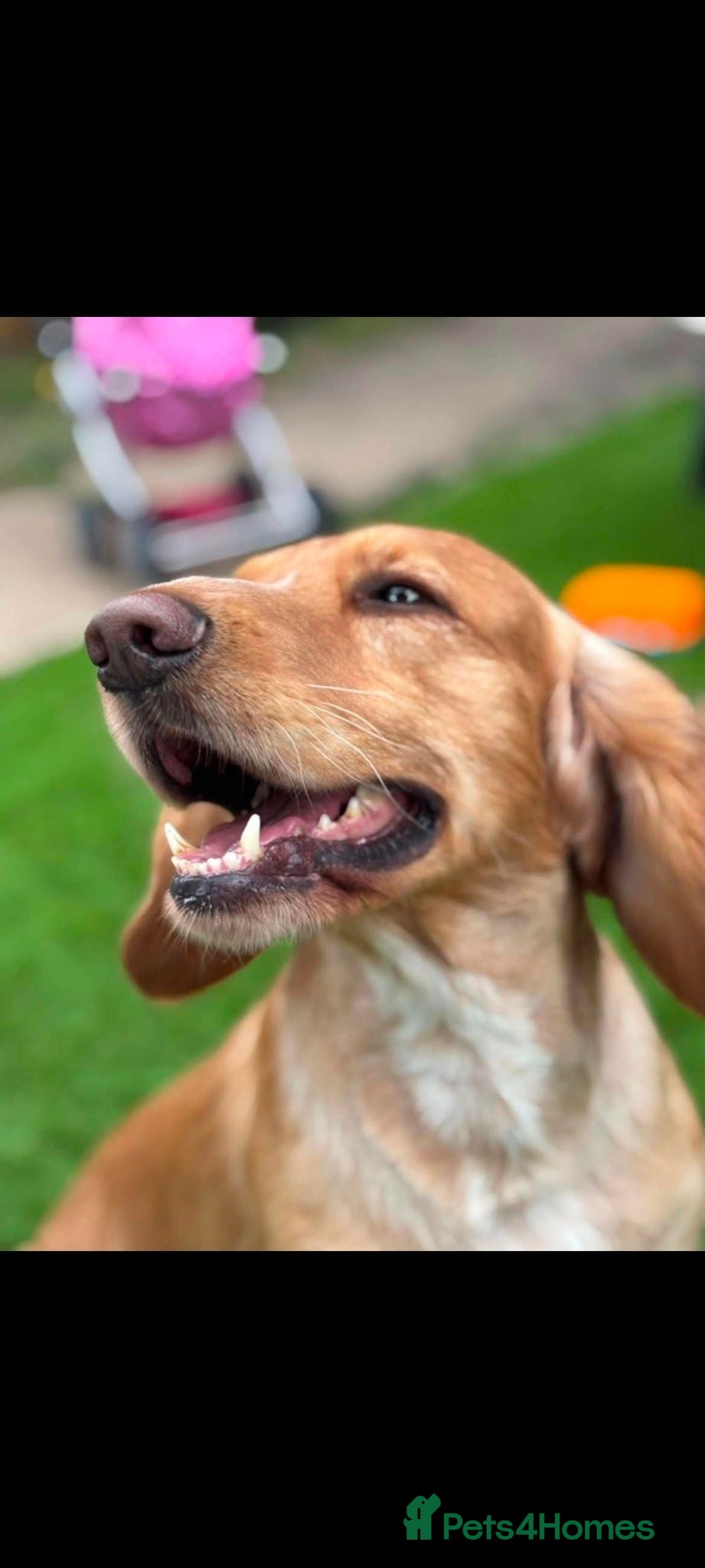 Cocker Spaniel dogs 5 year old cocker spaniel male - Advert 15