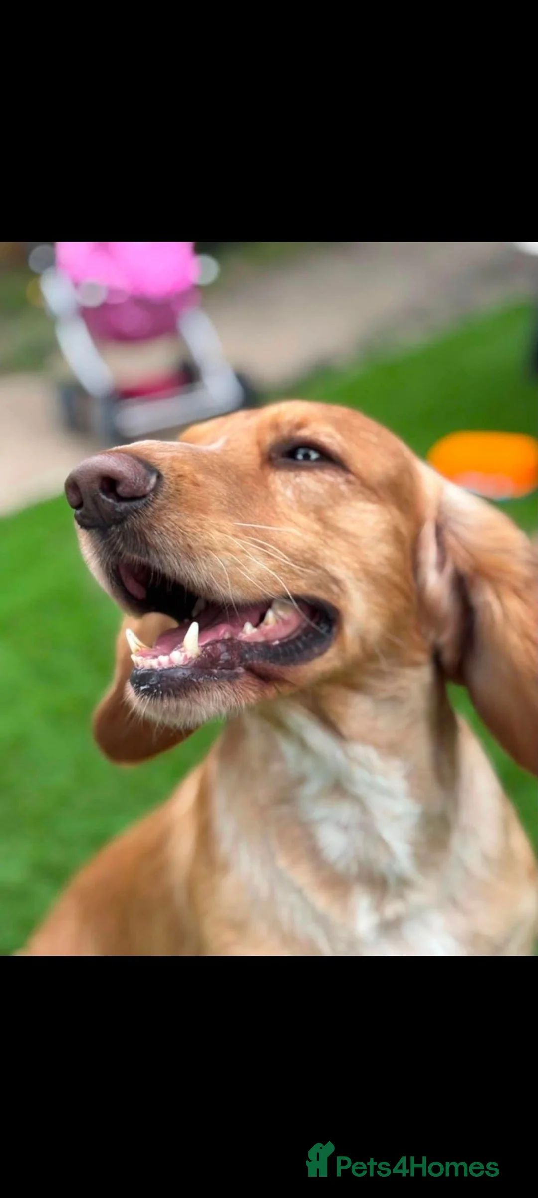 Cocker Spaniel dogs for sale: 5 year old cocker spaniel male - Advert 1