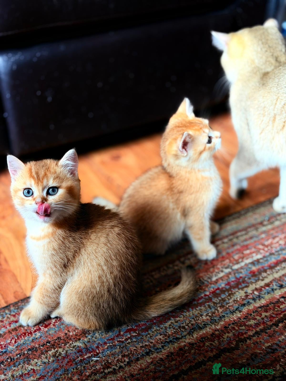 British Shorthair cats Golden boys  - Advert 2