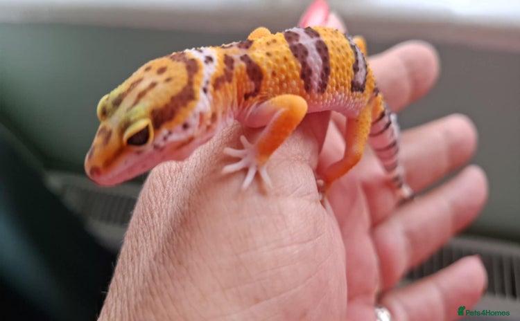 Gecko reptiles - Advert 3