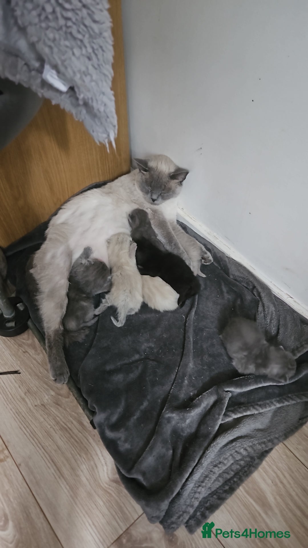 Scottish Fold cats for sale: Beautiful scotish fold kittens  😸  - Advert 2