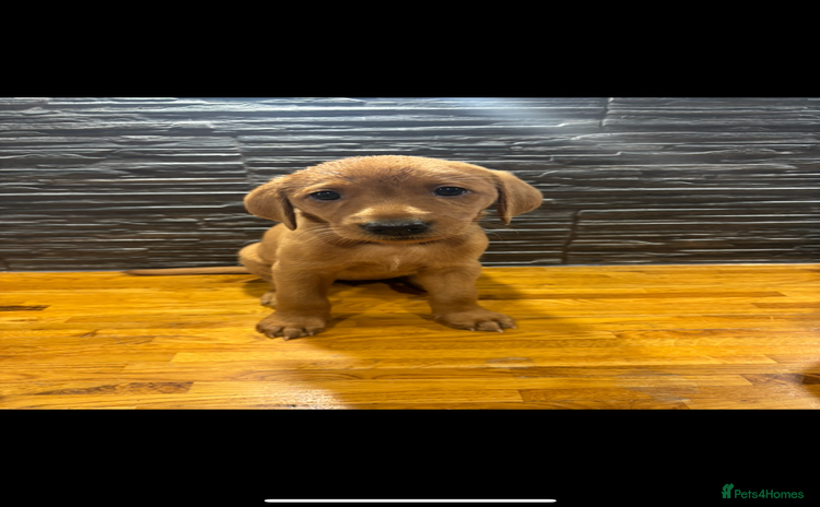 Labrador Retriever dogs - Advert 1