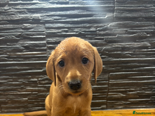 Labrador Retriever dogs - Advert 29