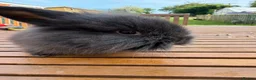 Mini Lion Lop rabbits for sale: 4 baby mini lion lop bunnies - Advert 19