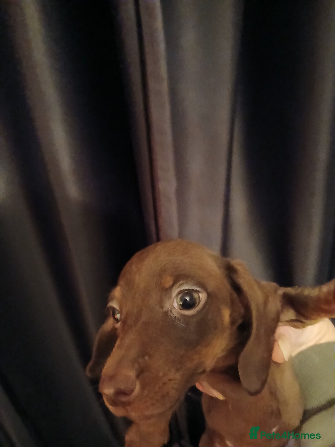 Miniature Dachshund dogs for sale: 2 x miniature  dachshund puppies for sale - Advert 6