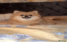 Pomeranian dogs for sale: Kc Registered Pomeranian Pups - Image 23