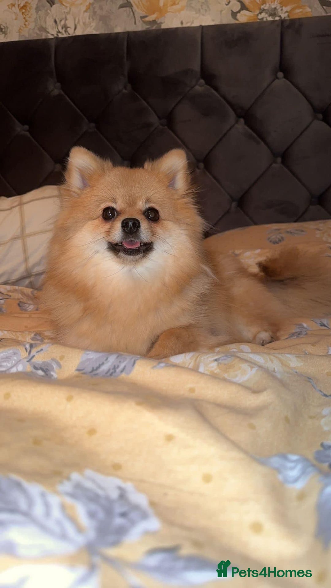 Pomeranian dogs for sale: Kc Registered Pomeranian Pups - Image 23