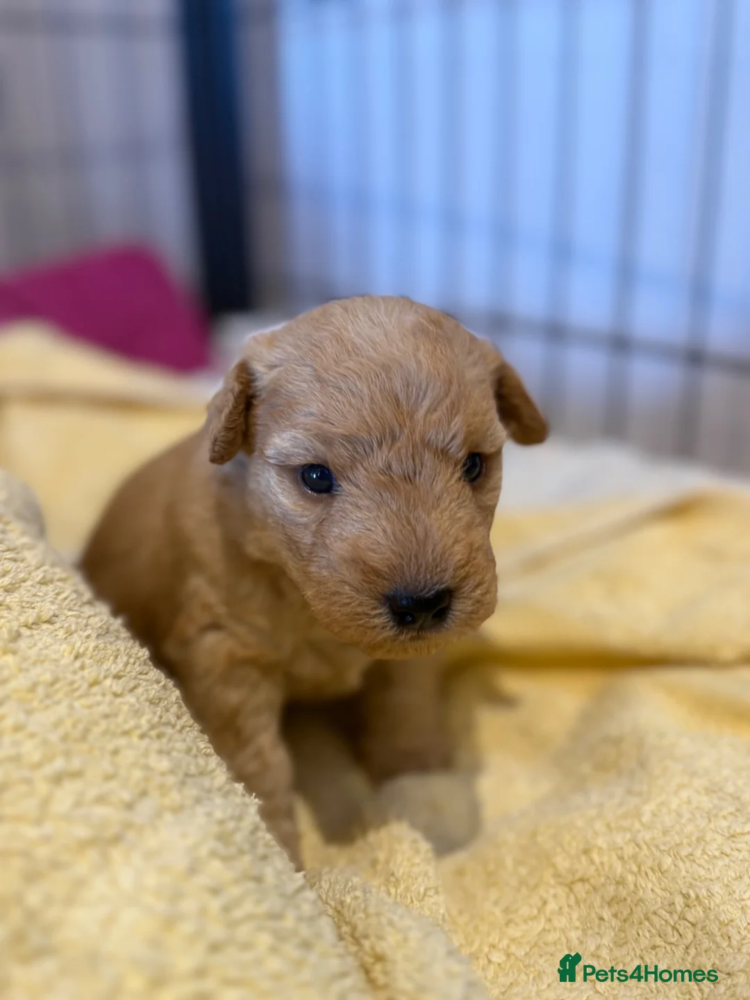 Lakeland Terrier dogs for sale: Lakeland Terrier Puppies - Advert 2