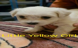 Maltese dogs for sale: Adorable Maltese puppies - Image 11