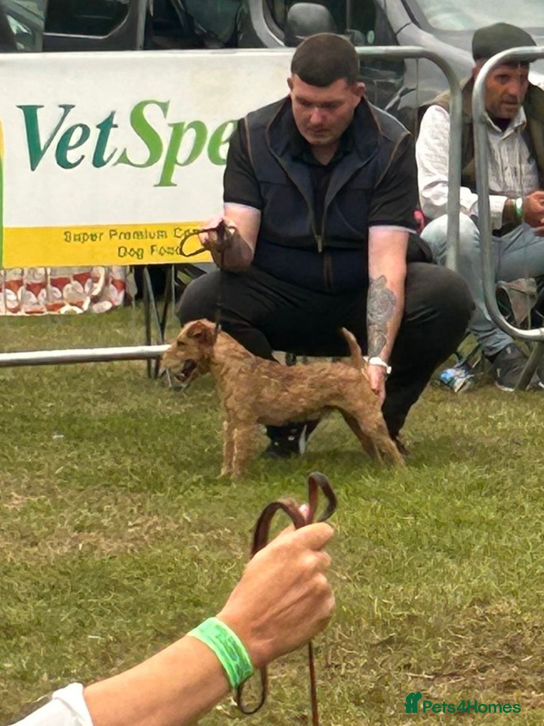 Lakeland Terrier dogs for stud: Quality lakeland standing at stud  - Image 7