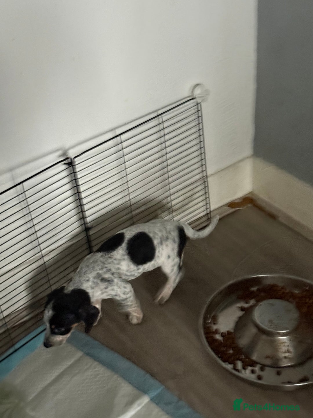 Mixed Breed dogs for sale: Doxipoo - Advert 3