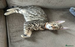 Mixed Breed cats for sale: Bengal x Bombay - kitten  - Image 4