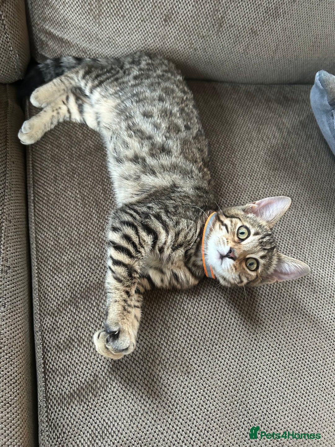 Mixed Breed cats for sale: Bengal x Bombay - kitten  - Image 4