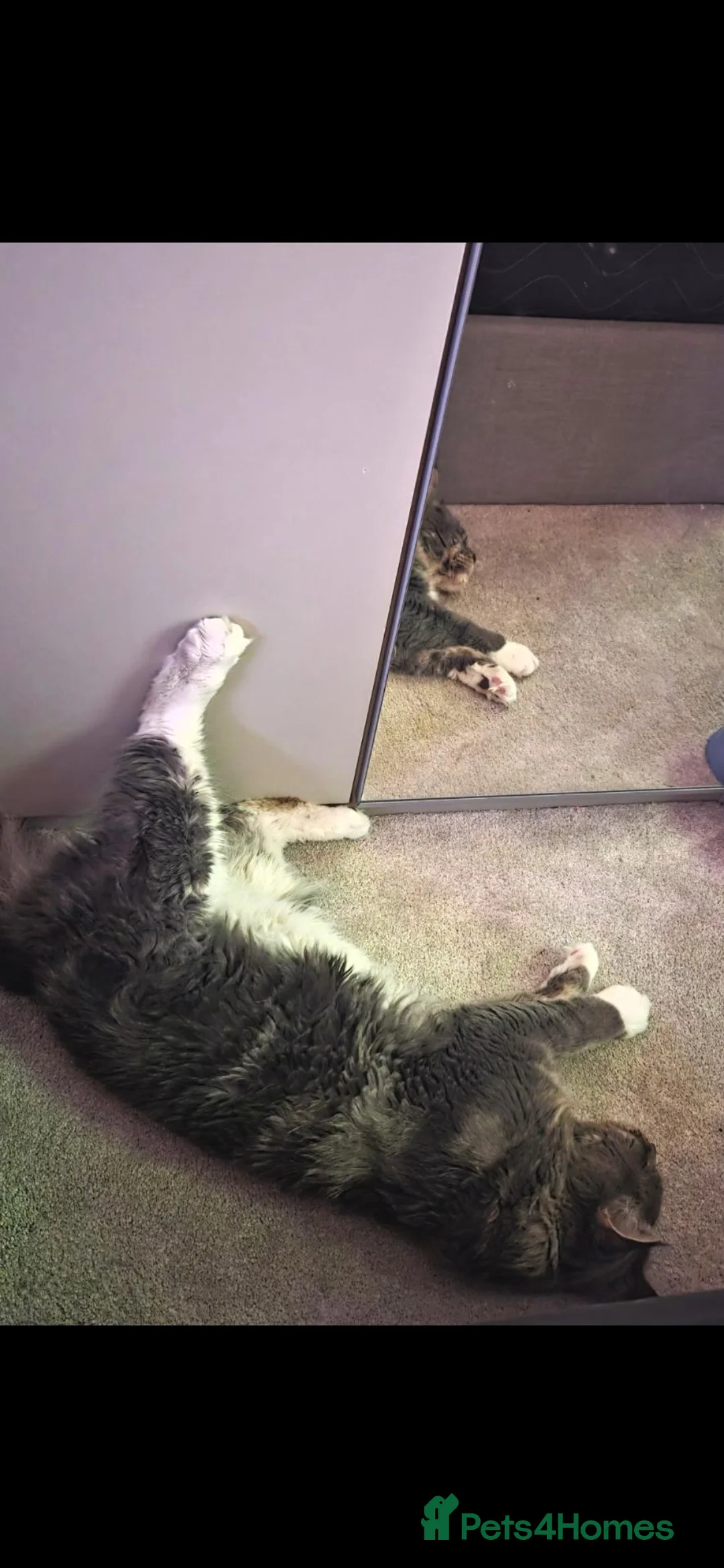 Maine Coon cats for sale: 3 year old GCCF registered maine coon - Advert 2