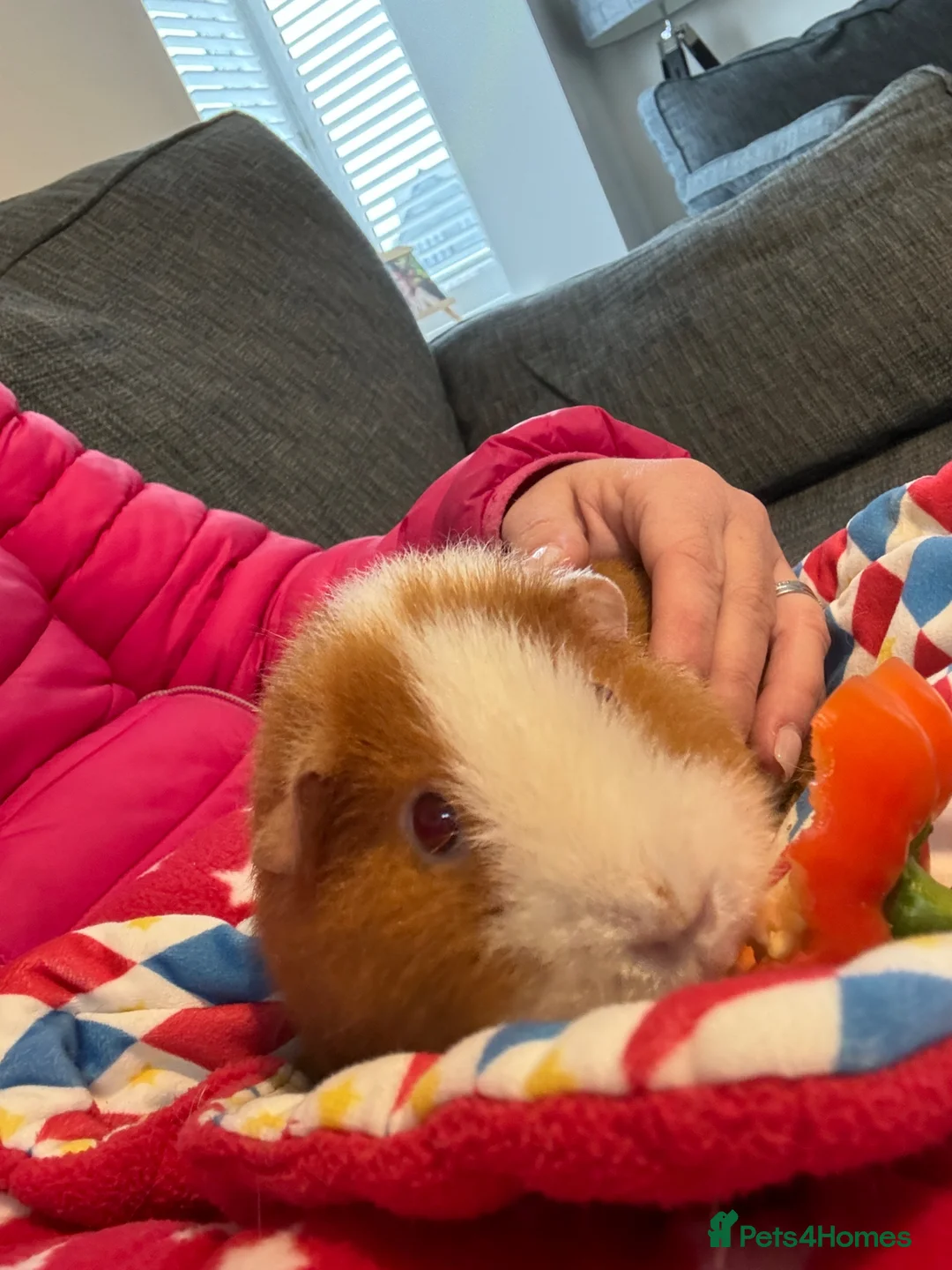 Guinea Pig rodents for sale: Pair of Teddy females in Bedford - Advert 2