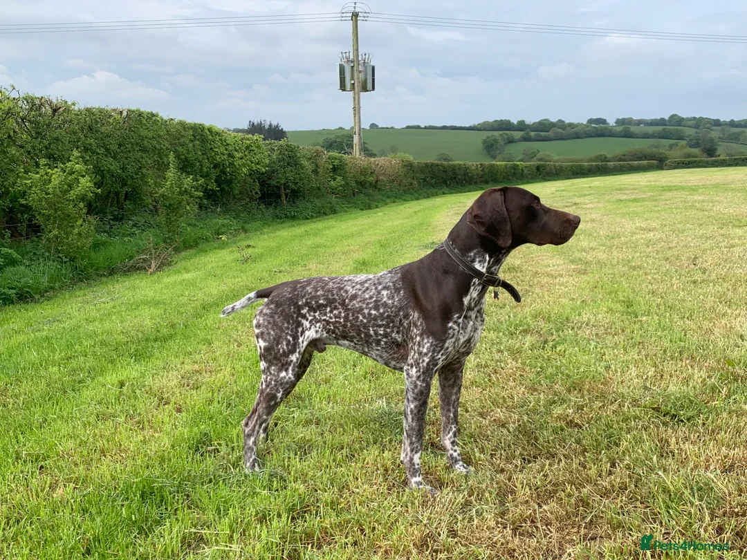 German Shorthaired Pointer dogs for stud: KC Registered GSP For Stud in Barnstaple - Advert 2
