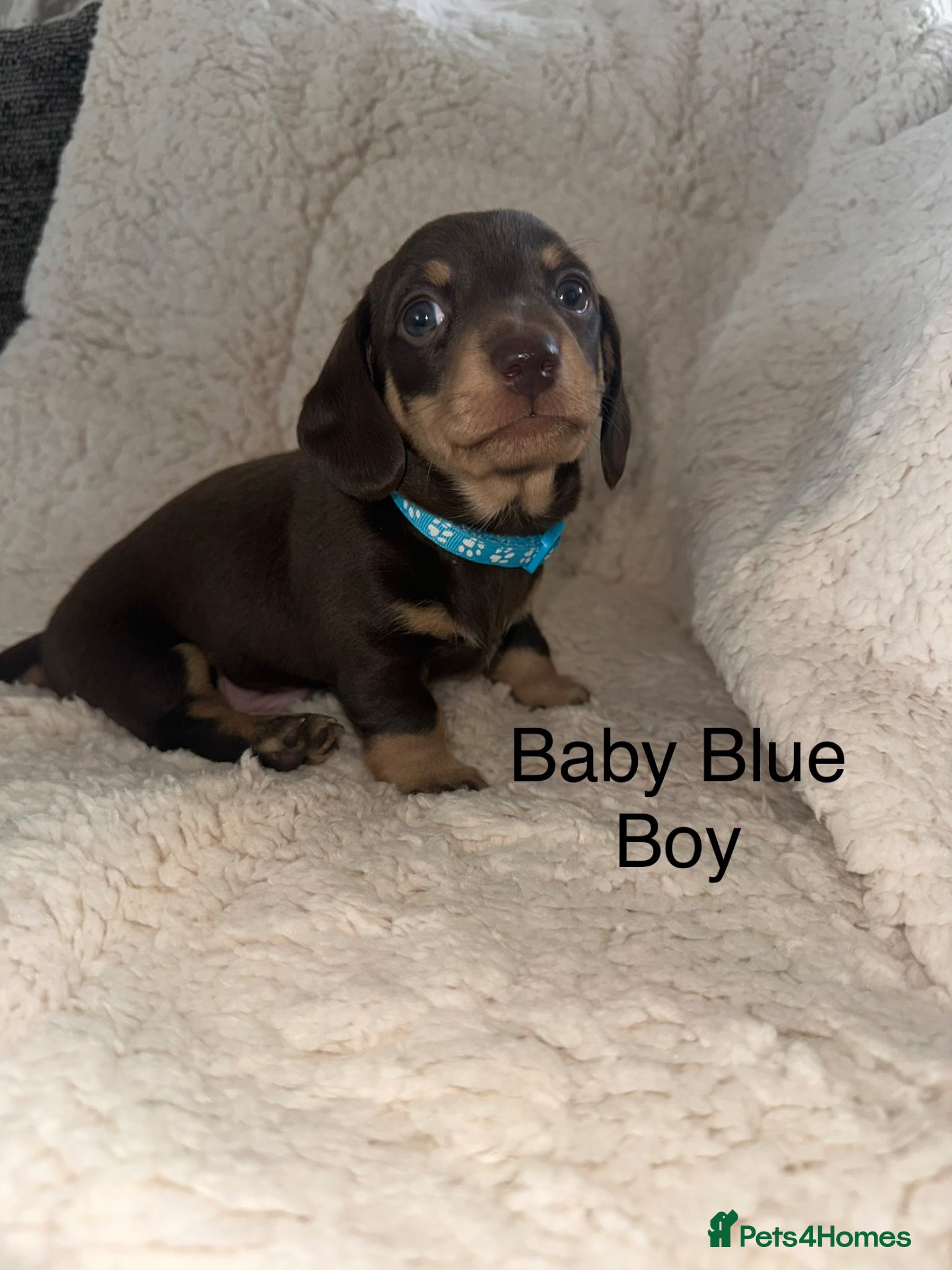 Miniature Dachshund dogs Kc Registered 5 Beautiful Dachshund Puppies  - Advert 2