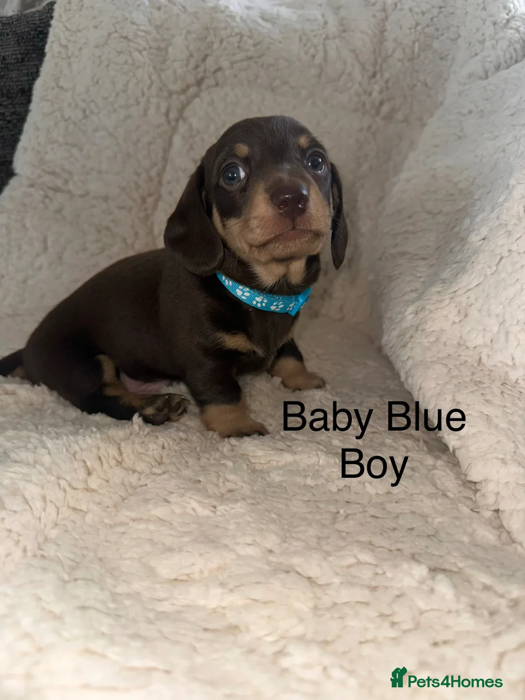 Miniature Dachshund dogs for sale: Kc Registered 5 Beautiful Dachshund Puppies  - Advert 2