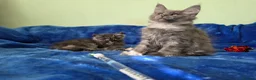 Maine Coon cats for sale: GCCF – Maine Coon kittens - Advert 18