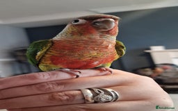 Conures birds for sale: Beautiful fully hand reared conure babys  - Image 12