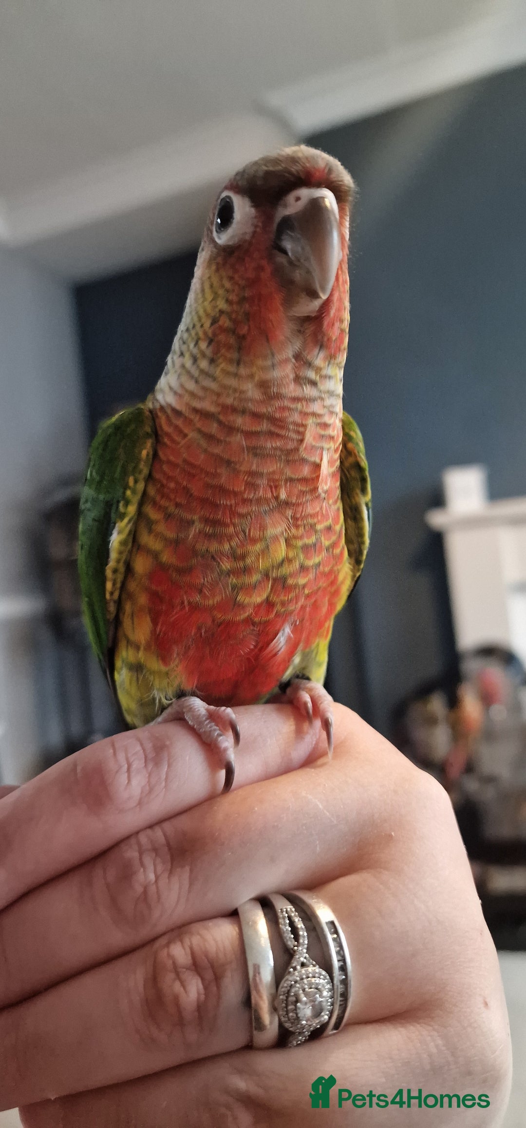 Conures birds for sale: Beautiful fully hand reared conure babys  - Image 12