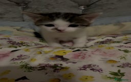 British Shorthair cats for sale: Gorgeous tabby male lovely markings  - Image 1