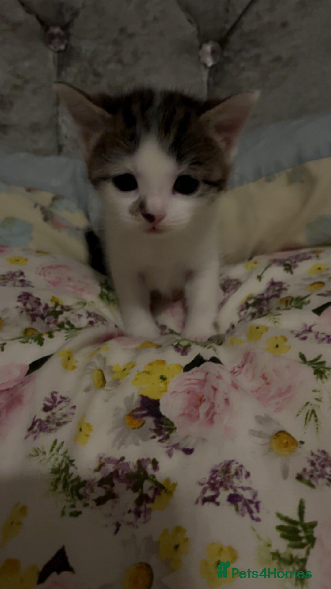 British Shorthair cats for sale: Gorgeous tabby male lovely markings  - Image 1