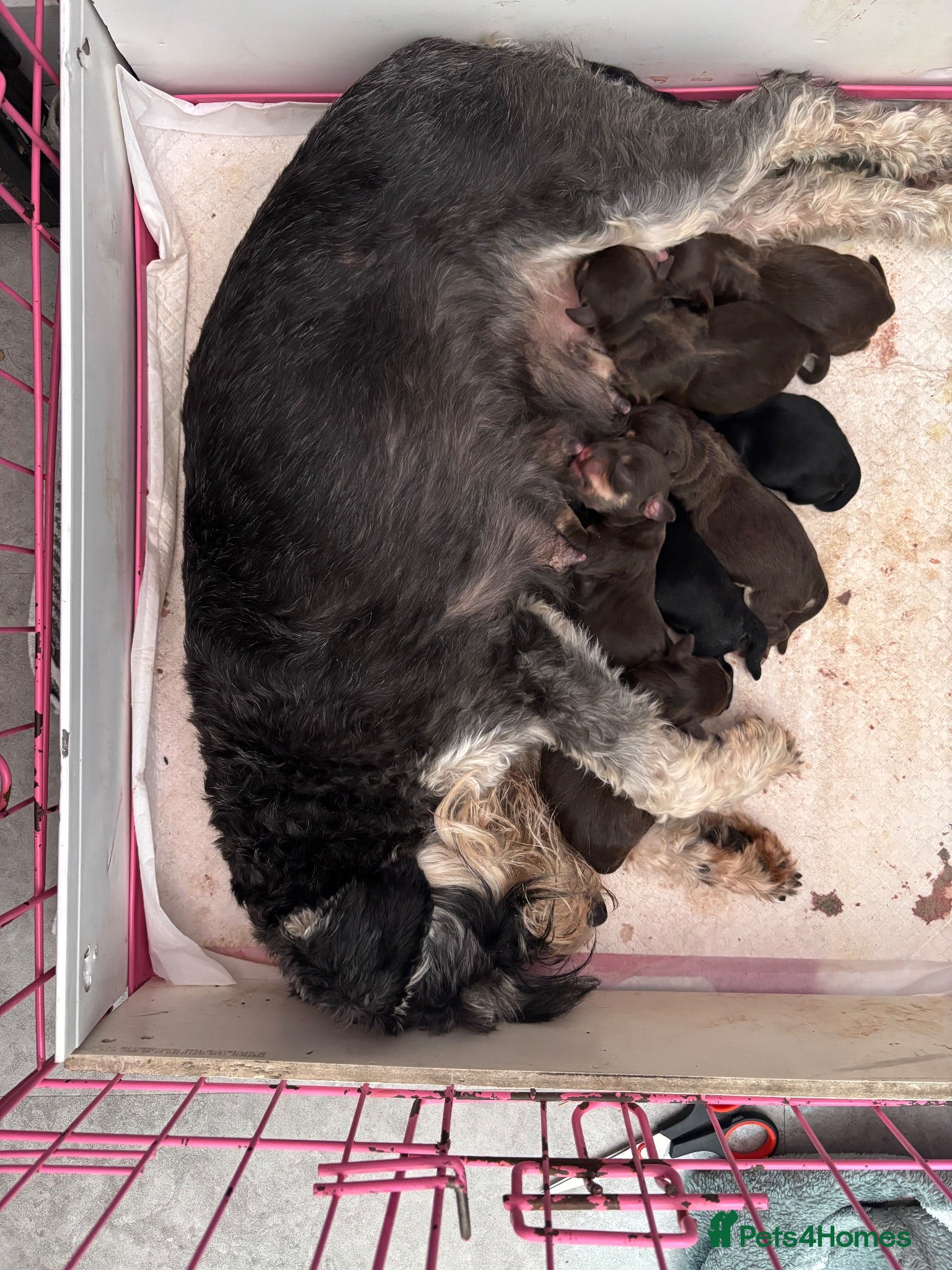 Miniature Schnauzer dogs stunning, beautiful miniature Schnauzer Puppies - Advert 1