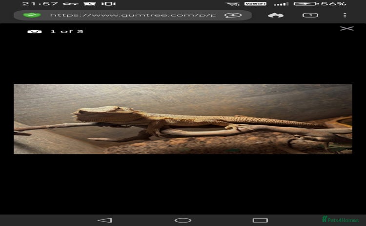 Monitor reptiles - Advert 8