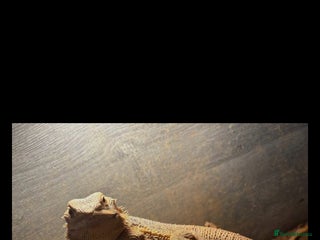 Monitor reptiles - Advert 7
