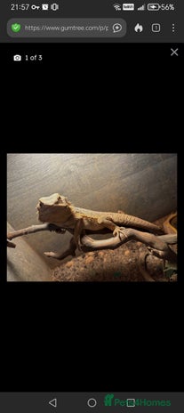 Monitor reptiles - Advert 1