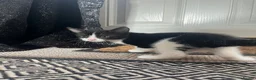 Mixed Breed cats for sale: Kittens  in Cannock - Advert 8