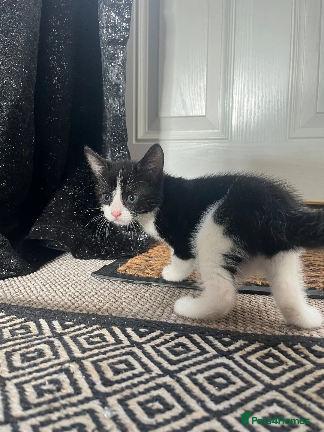 Mixed Breed cats for sale: Kittens  in Cannock - Advert 8
