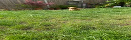 Cockapoo dogs for sale: Gorgeous Cockapoo Boys  - Advert 29