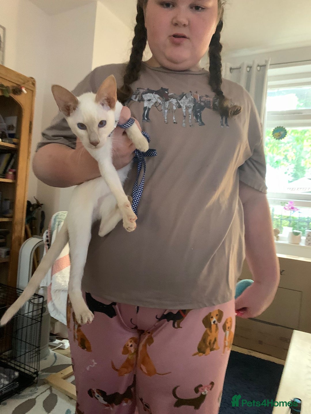 Siamese cats for sale: Gorgeous Lilac point Siamese girl.  - Image 2