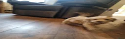Mixed Breed dogs for sale: Cockerpoo/schnauzer - Advert 24