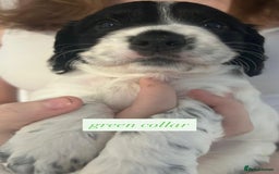 Sprocker dogs for sale: Sprocker puppies. Ready to leave 10th October.  - Image 14
