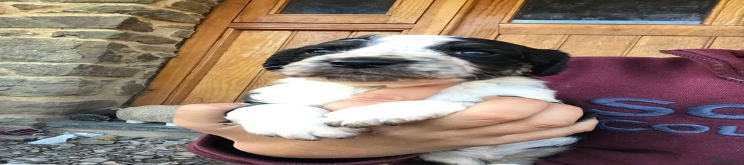 Clyde 