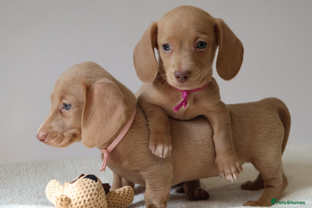 Miniature Dachshund dogs for sale: 🌟5StarsLicense+Holistic+KC+VetCheck+PRAClear - Image 5