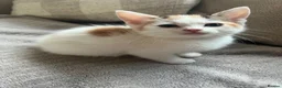 Mixed Breed cats for sale: 2 FEMALE KITTENS in Llanrwst - Advert 6