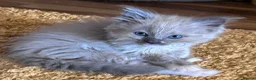 Ragdoll cats for sale: 😻 STUNNING MINK RAGDOLL KITTENS 😻 - Advert 6