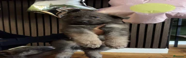 German Shepherd 1